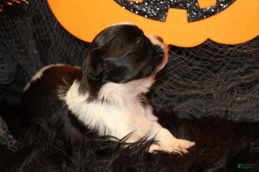Shih Tzu dogs for sale: Ladybug - Ad 5