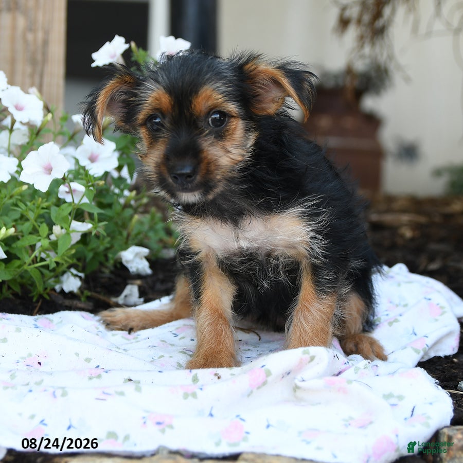 Yorkshire Terrier dogs Freya - Ad 2