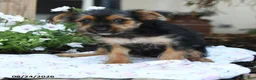 Yorkshire Terrier dogs for sale: Freya - Ad 2