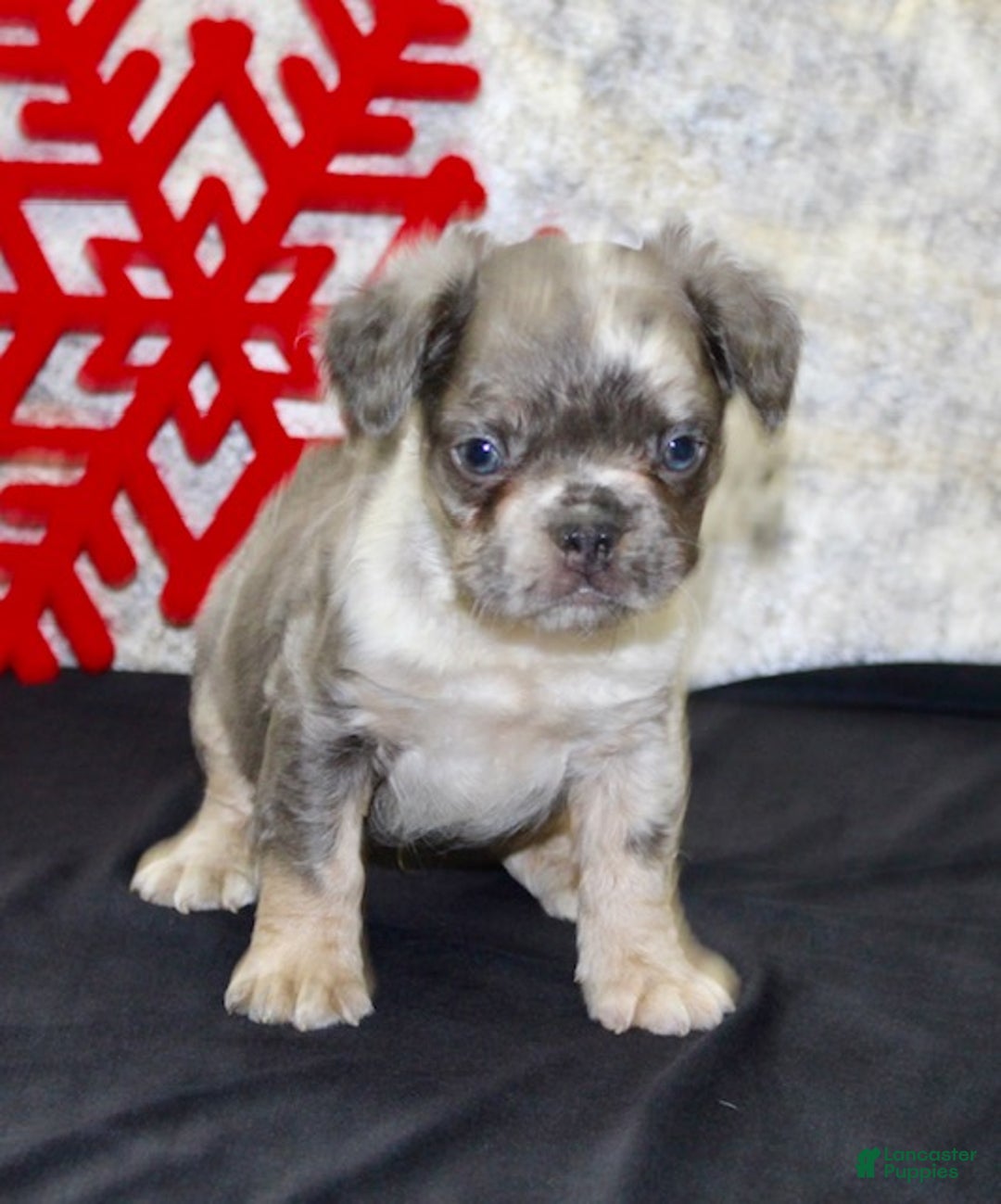 French Bulldog dogs for sale: Niles - Ad 5