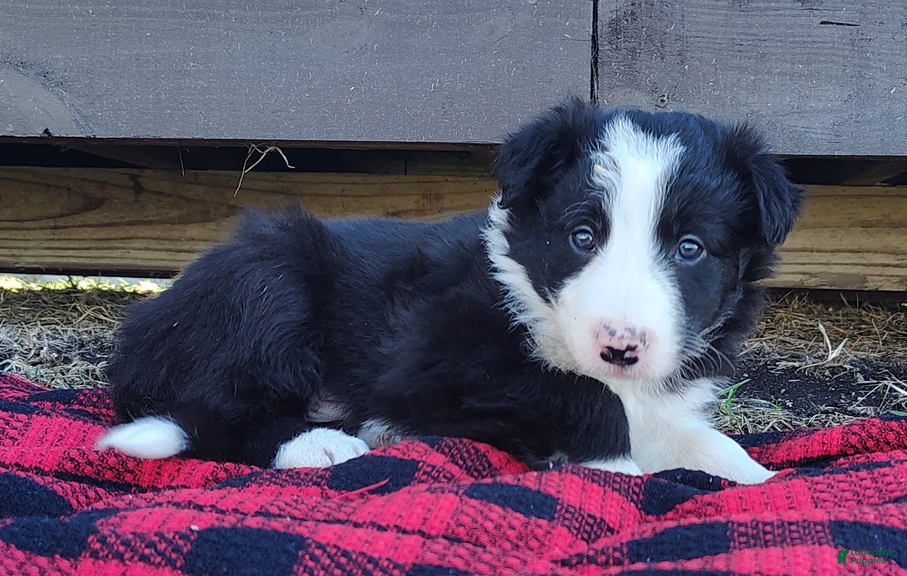 Border Collie dogs Linus - Ad 1