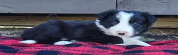 Border Collie dogs for sale: Linus - Ad 21