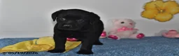 Labrador Retriever dogs for sale: Daisy - Ad 2