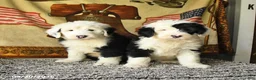 Old English Sheepdog dogs for sale: Velvet - Ad 5
