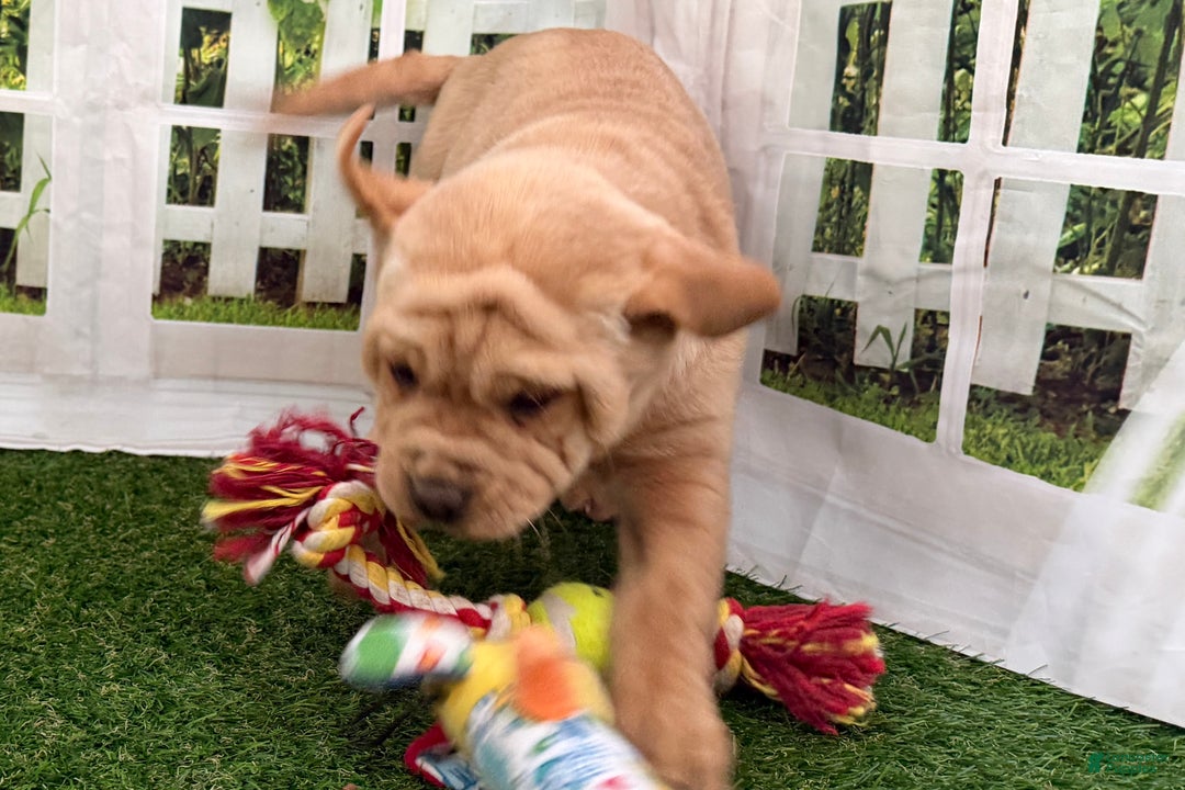 Mixed Breed dogs for sale: Mixed Breed Puppy 4 - Ad 4