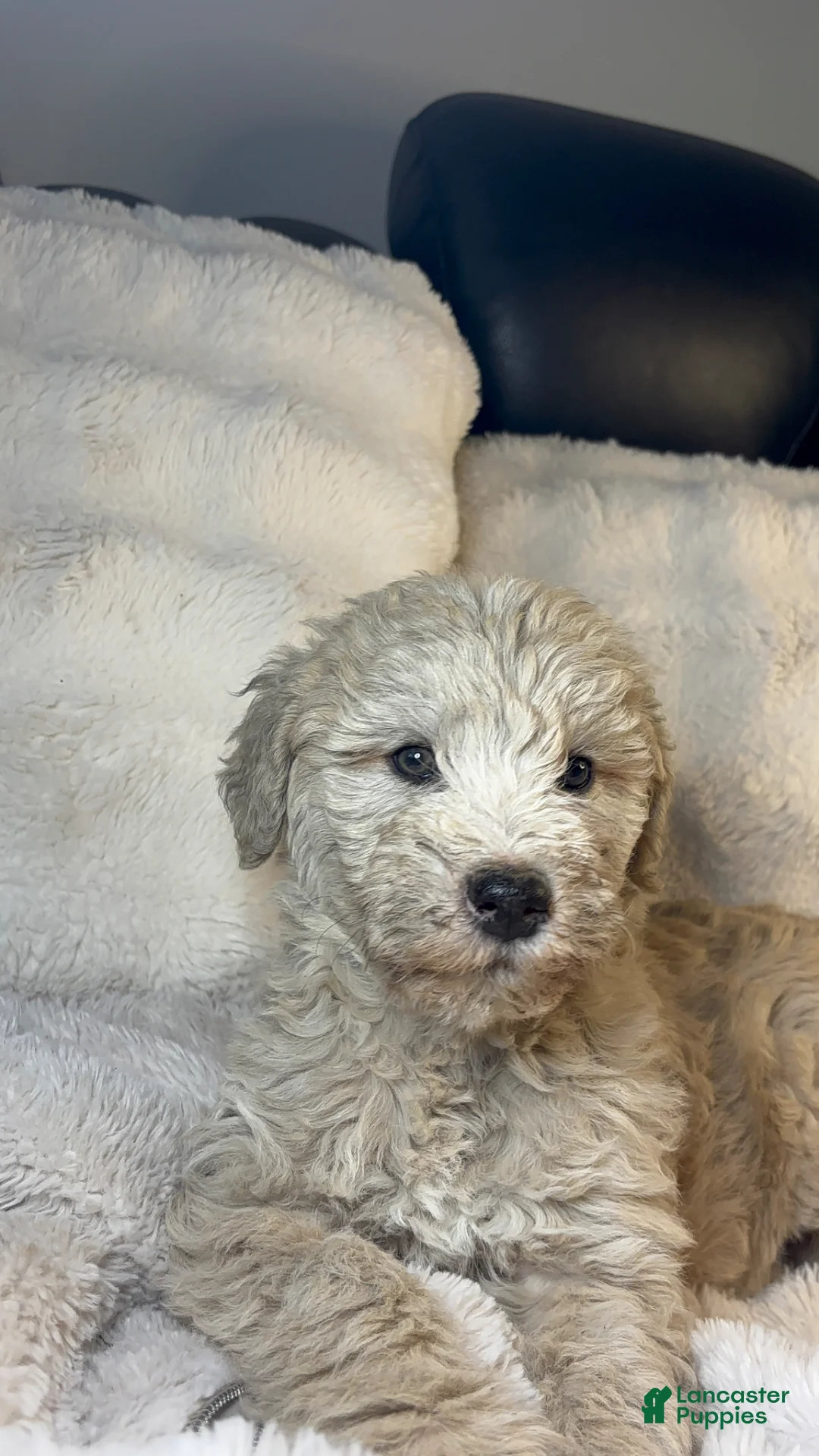 Double Doodle dogs for sale: Double Doodle Puppy 2 - Ad 1