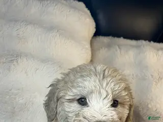 Double Doodle dogs Double Doodle Puppy 2 - Ad 4