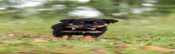 Rottweiler dogs for sale: Kobe - Ad 7