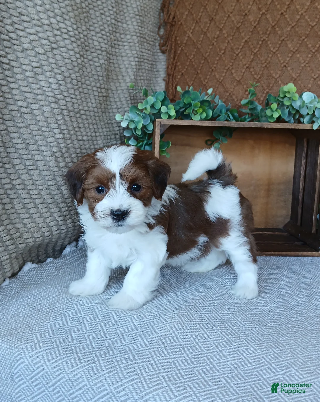 Havanese dogs for sale: Kenya - Ad 1