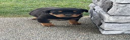 Rottweiler dogs for sale: Rottweiler Puppy 1 - Ad 11