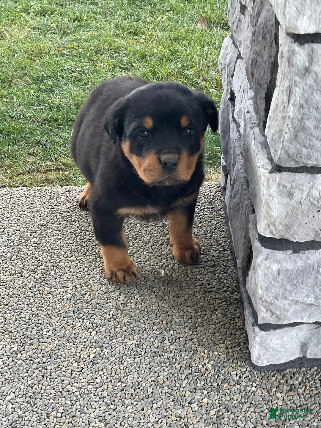 Rottweiler dogs for sale: Rottweiler Puppy 1 - Ad 11
