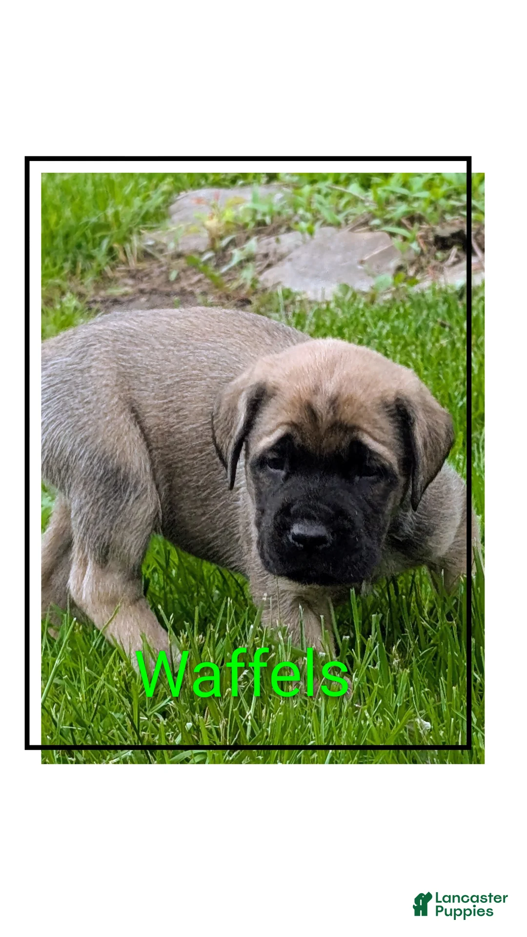 English Mastiff dogs for sale: English Mastiff Puppy 3 - Ad 1