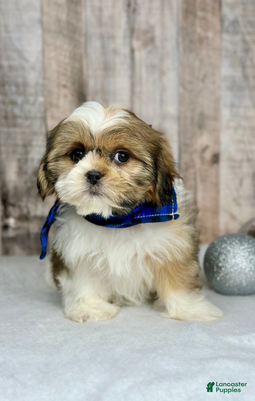 Shih Tzu dogs for sale: Holly - Ad 1