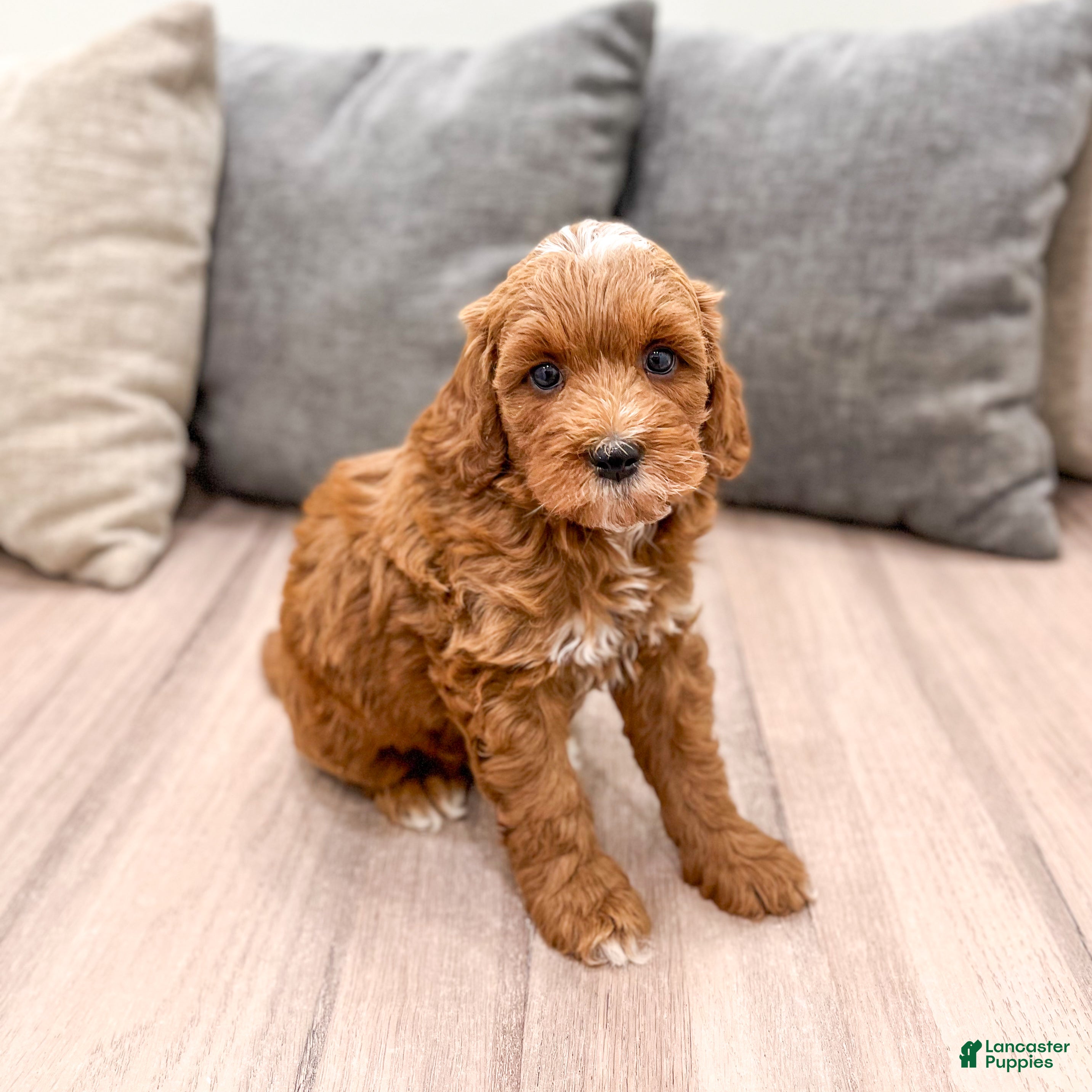 Mini Goldendoodle dogs Harry - Ad 1