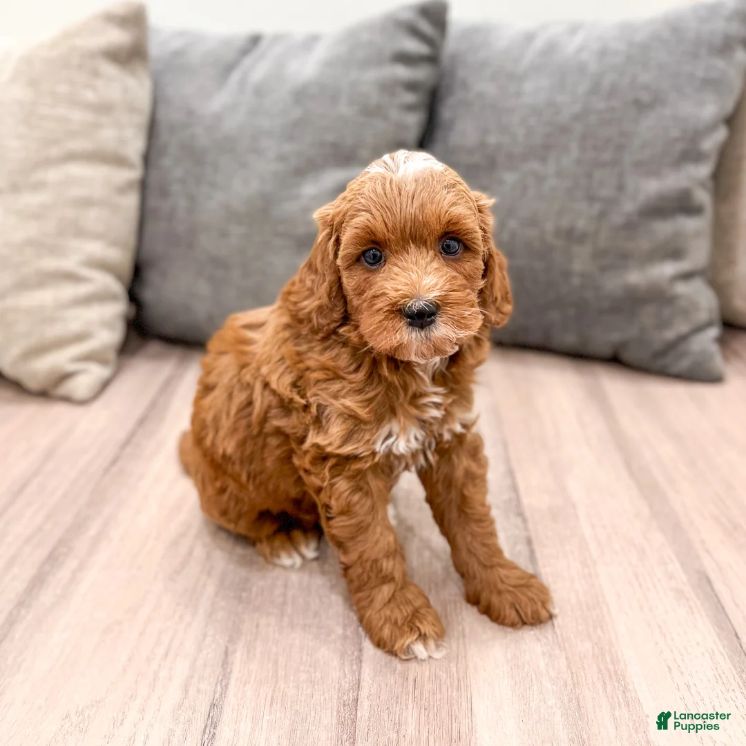 Mini Goldendoodle dogs for sale: Harry - Ad 1