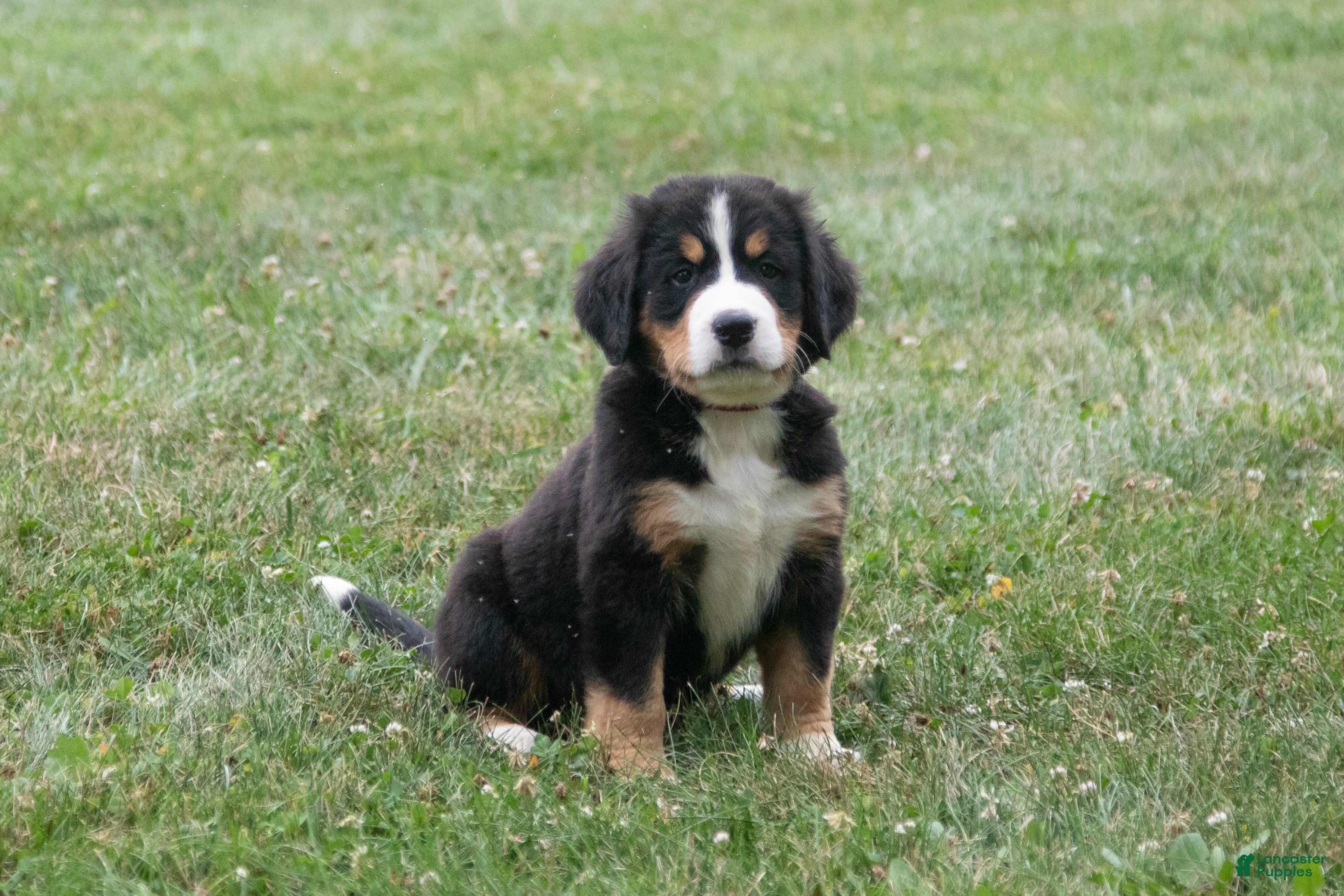 Bernese Mountain Dog dogs Misty - Ad 1