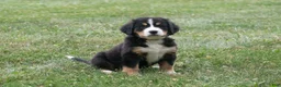 Bernese Mountain Dog dogs for sale: Misty - Ad 1