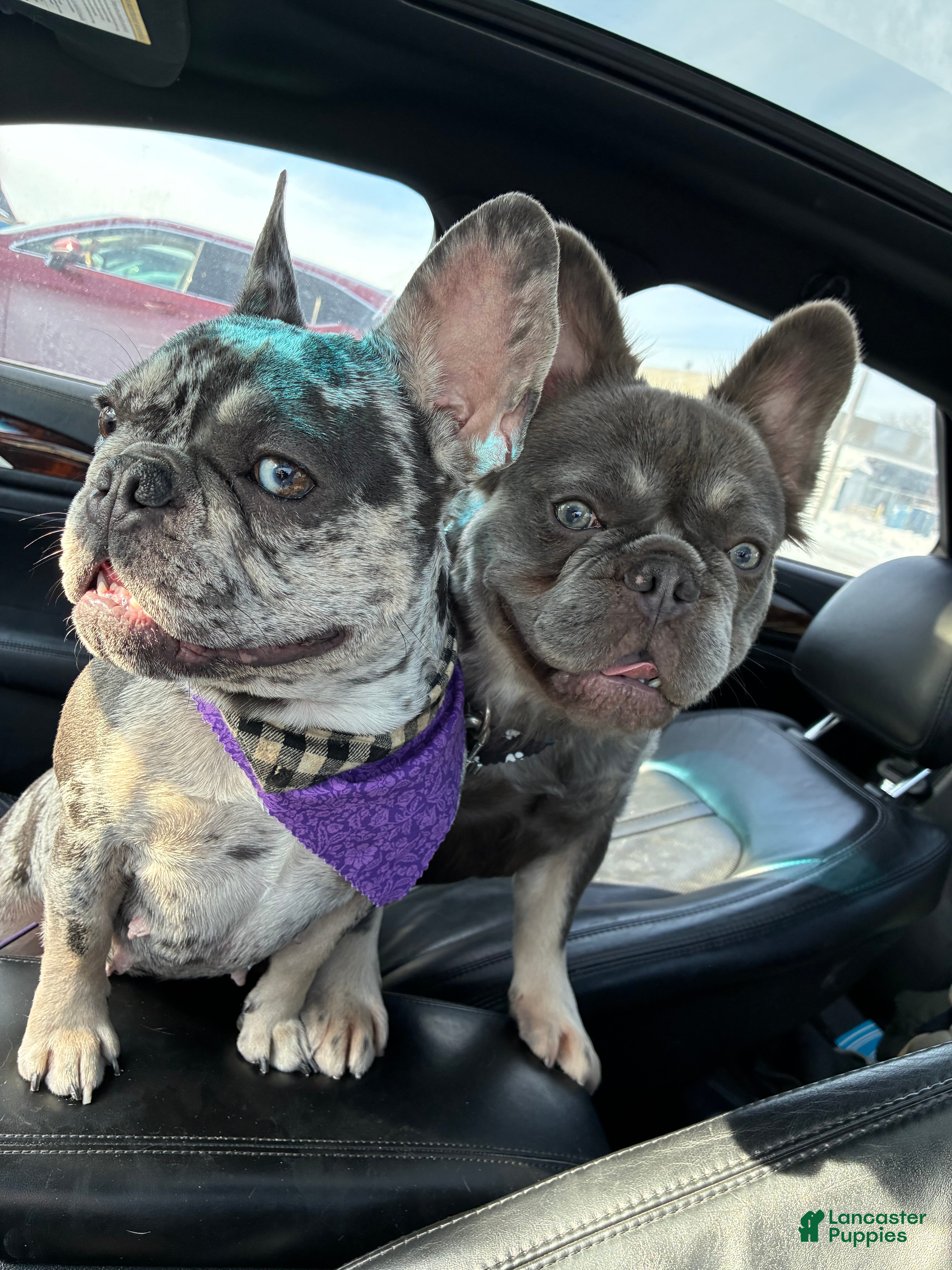 French Bulldog dogs Scar - Ad 2