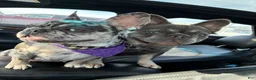 French Bulldog dogs for sale: Scar - Ad 2