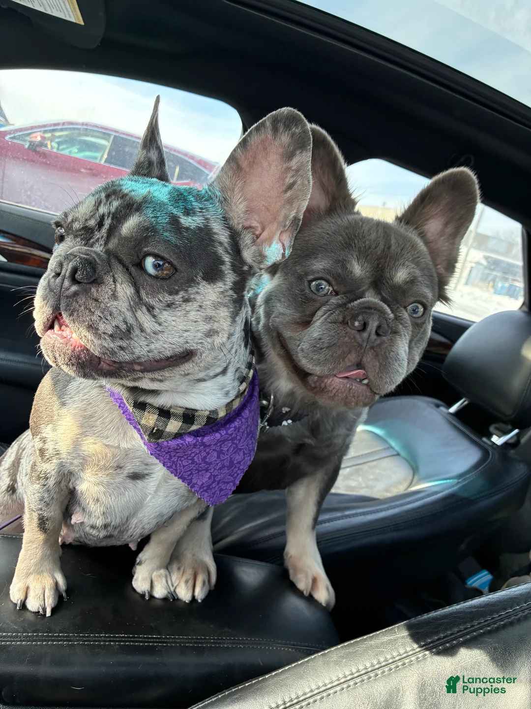 French Bulldog dogs for sale: Scar - Ad 2
