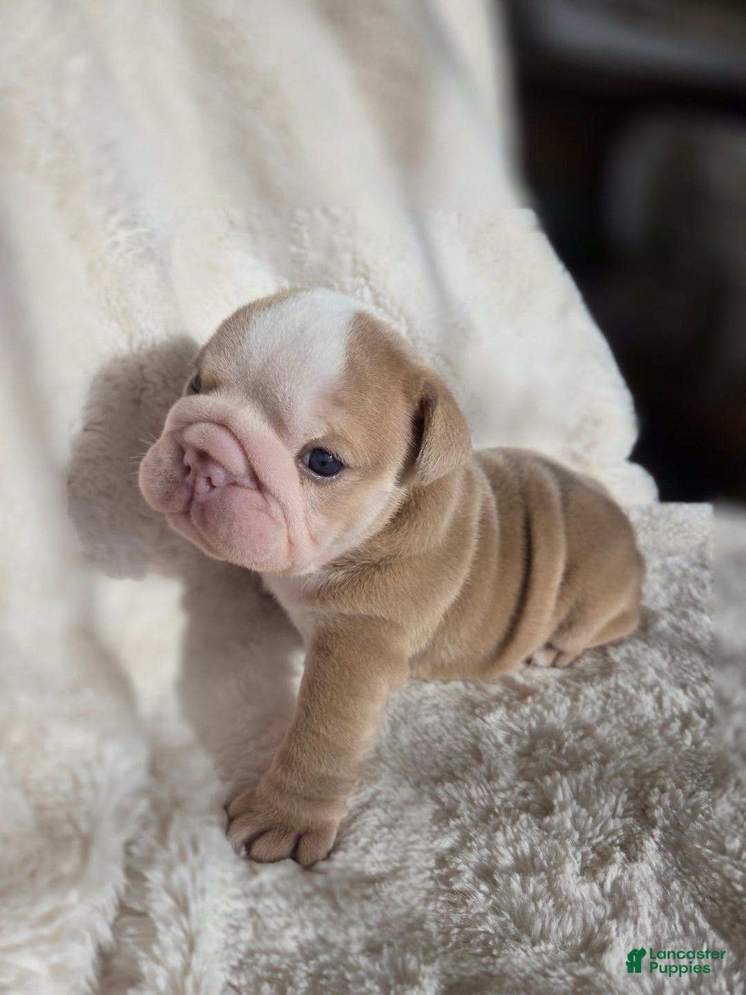 English Bulldog dogs for sale: Creme Puff - Ad 1