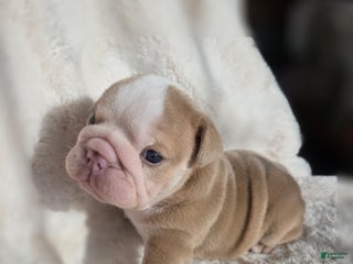 English Bulldog dogs Creme Puff - Ad 31