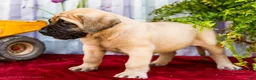 English Mastiff dogs for sale: Morley - Ad 3