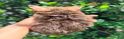 Yorkshire Terrier dogs for sale: Hershey - Ad 2