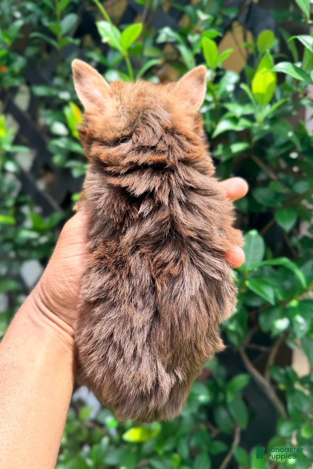 Yorkshire Terrier dogs for sale: Hershey - Ad 2