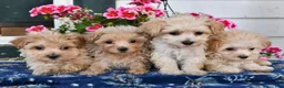 Maltipoo dogs for sale: Sofia - Ad 5
