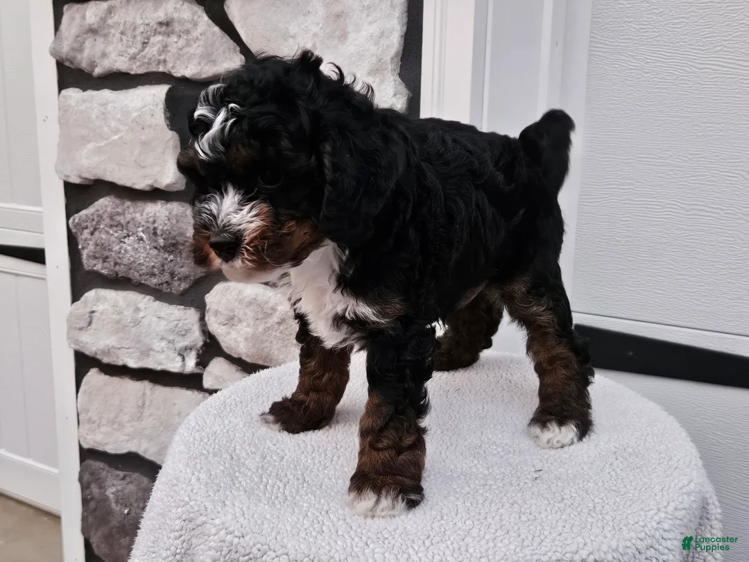 Mini Bernedoodle dogs for sale: Cody - Ad 2