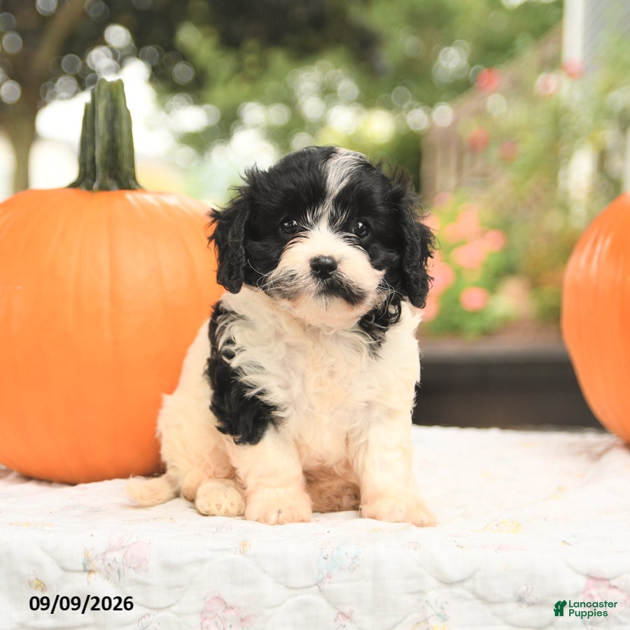Cavapoo dogs Fancy - Ad 2