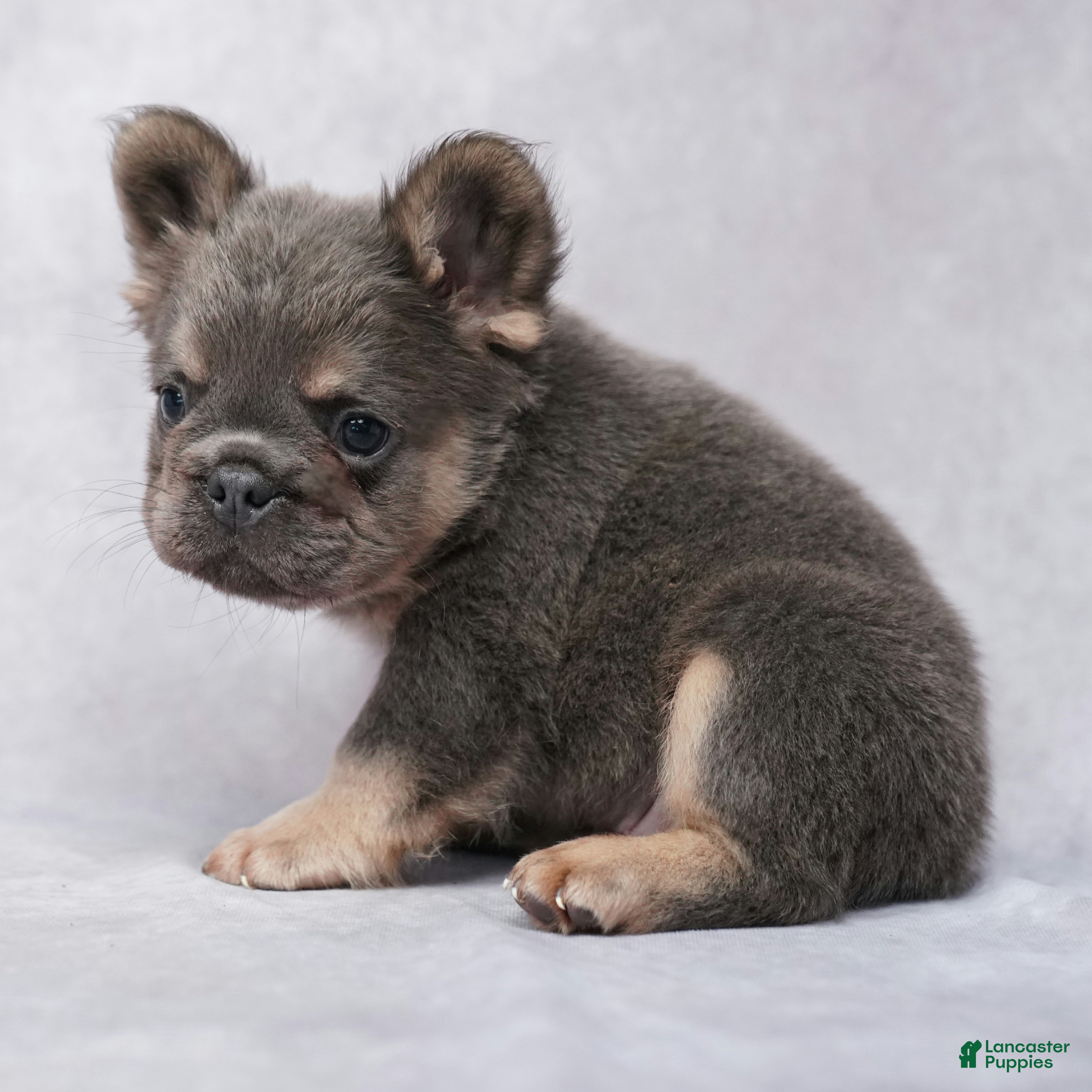 French Bulldog dogs Caleb - Ad 2