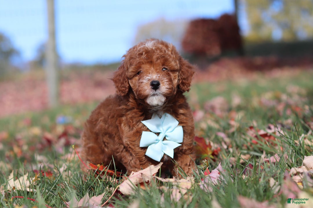 Miniature Poodle dogs for sale: Drumstick - Ad 4