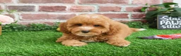 Cavapoo dogs for sale: Cici - Ad 10