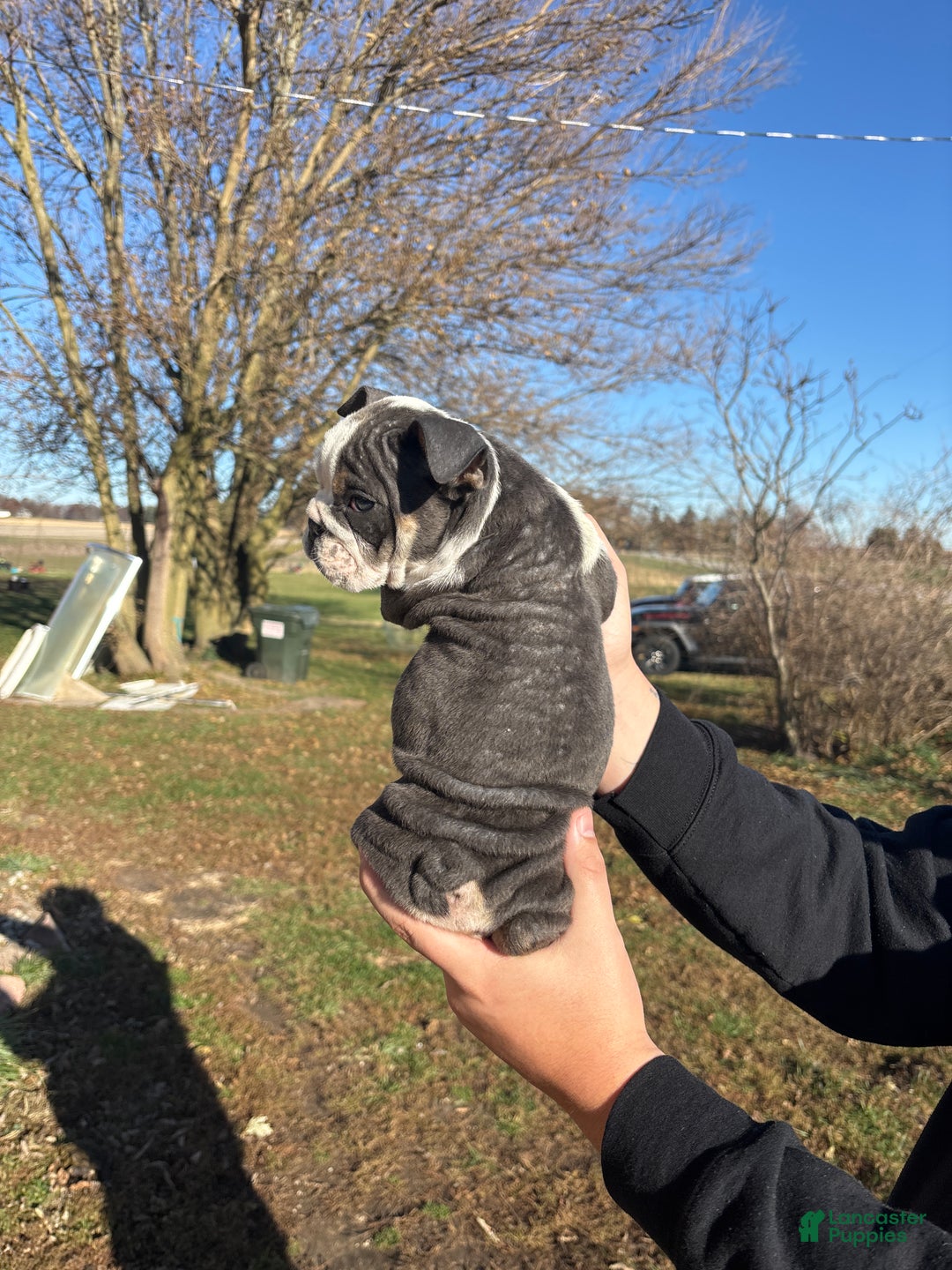 English Bulldog dogs for sale: Sally  - Ad 3