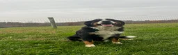 Mini Bernedoodle dogs for sale: Travis - Ad 4