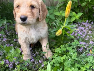 Goldendoodle dogs Goldendoodle 4 - Ad 16