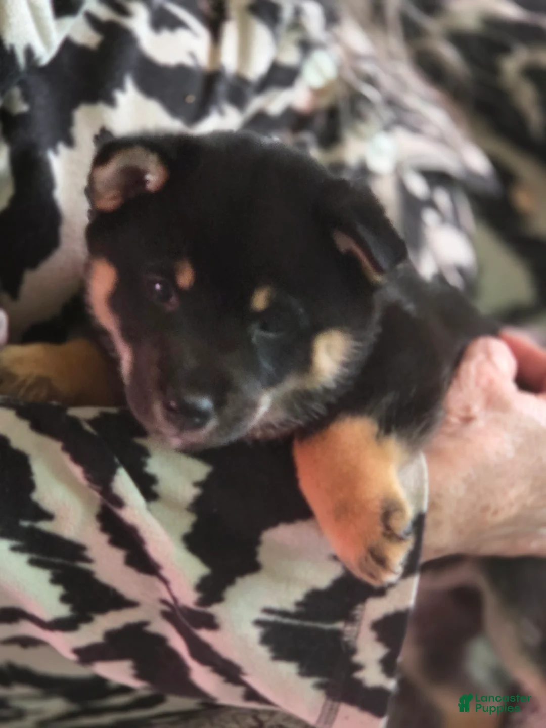 Shiba Inu dogs for sale: Shiba Inu Puppy 5 Big Boy - Ad 2