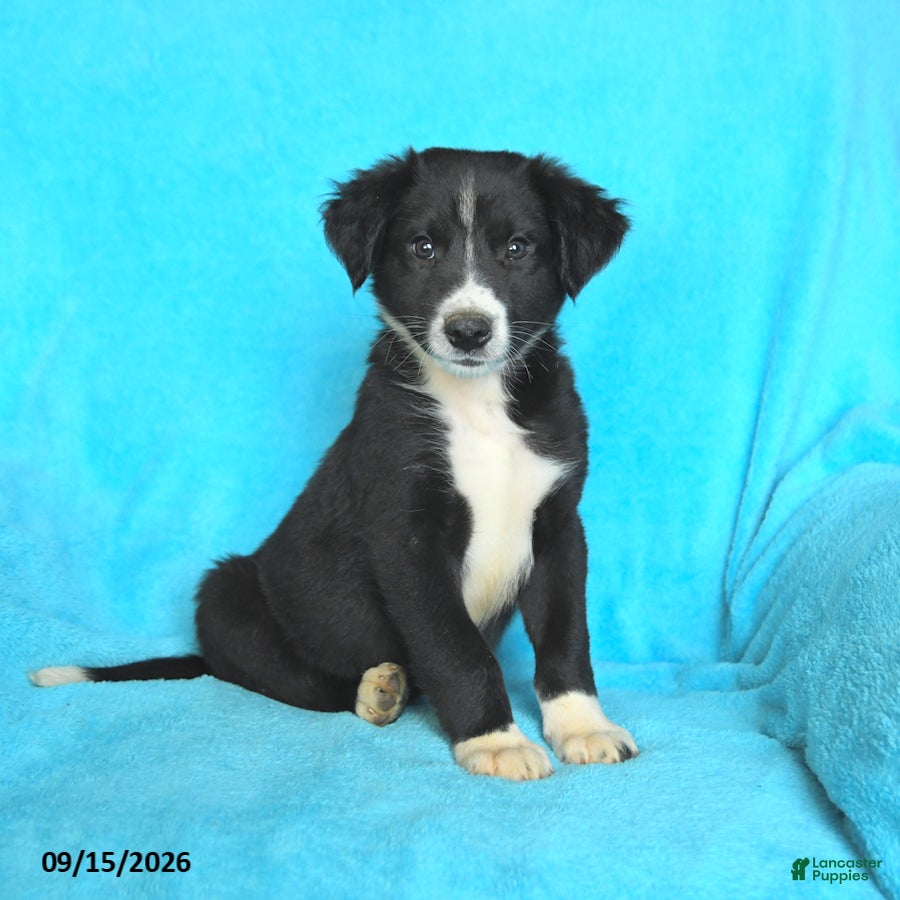 Mixed Breed dogs Slade - Ad 1