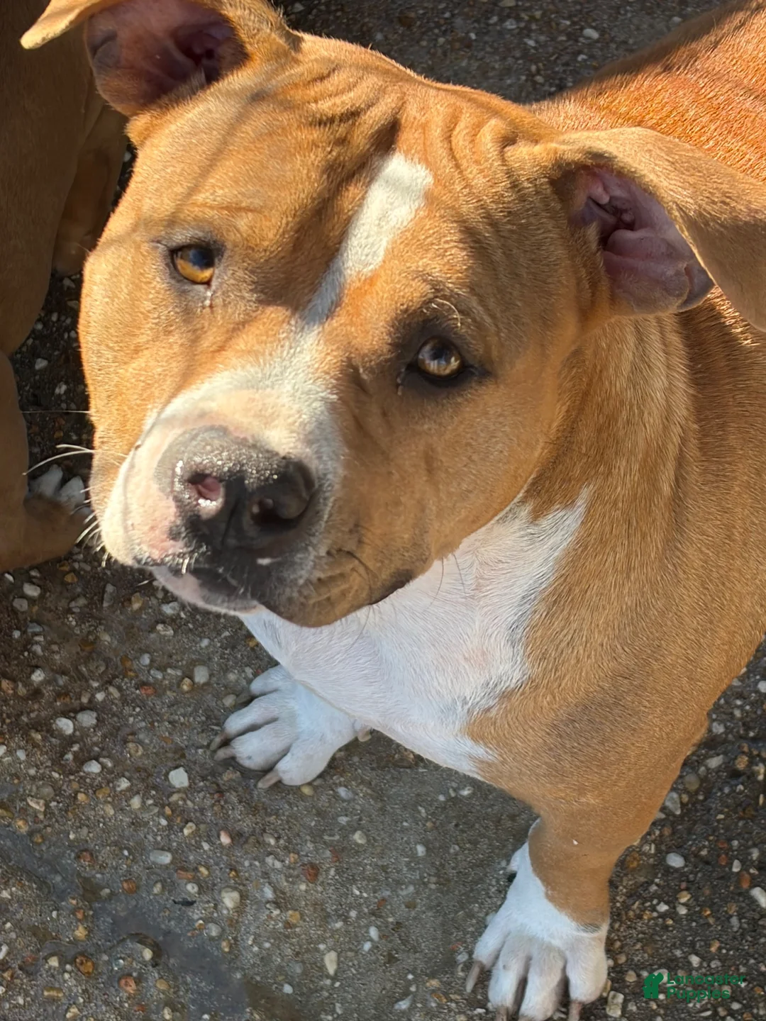 American Bully dogs for sale: American Bully 2 - Ad 2