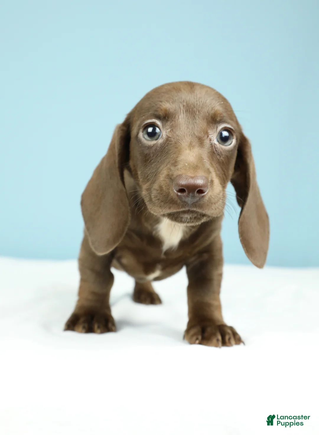 Miniature Dachshund dogs for sale: Vienna - Ad 6