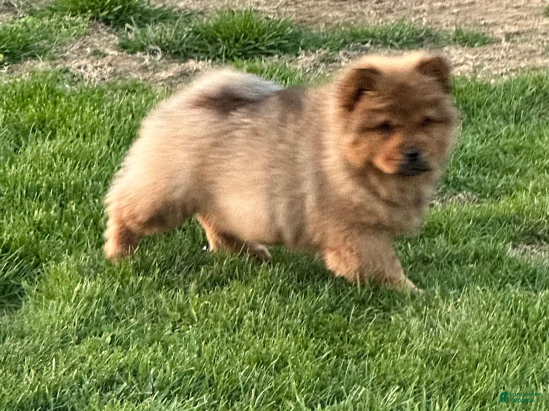 Chow Chow dogs  Nala - Ad 5