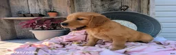 Golden Retriever dogs for sale: Sage - Ad 3