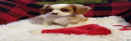 Cavalier King Charles Spaniel dogs for sale: Macy - Ad 7