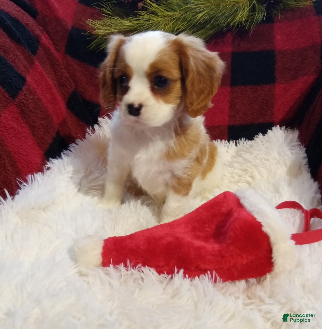 Cavalier King Charles Spaniel dogs for sale: Macy - Ad 7
