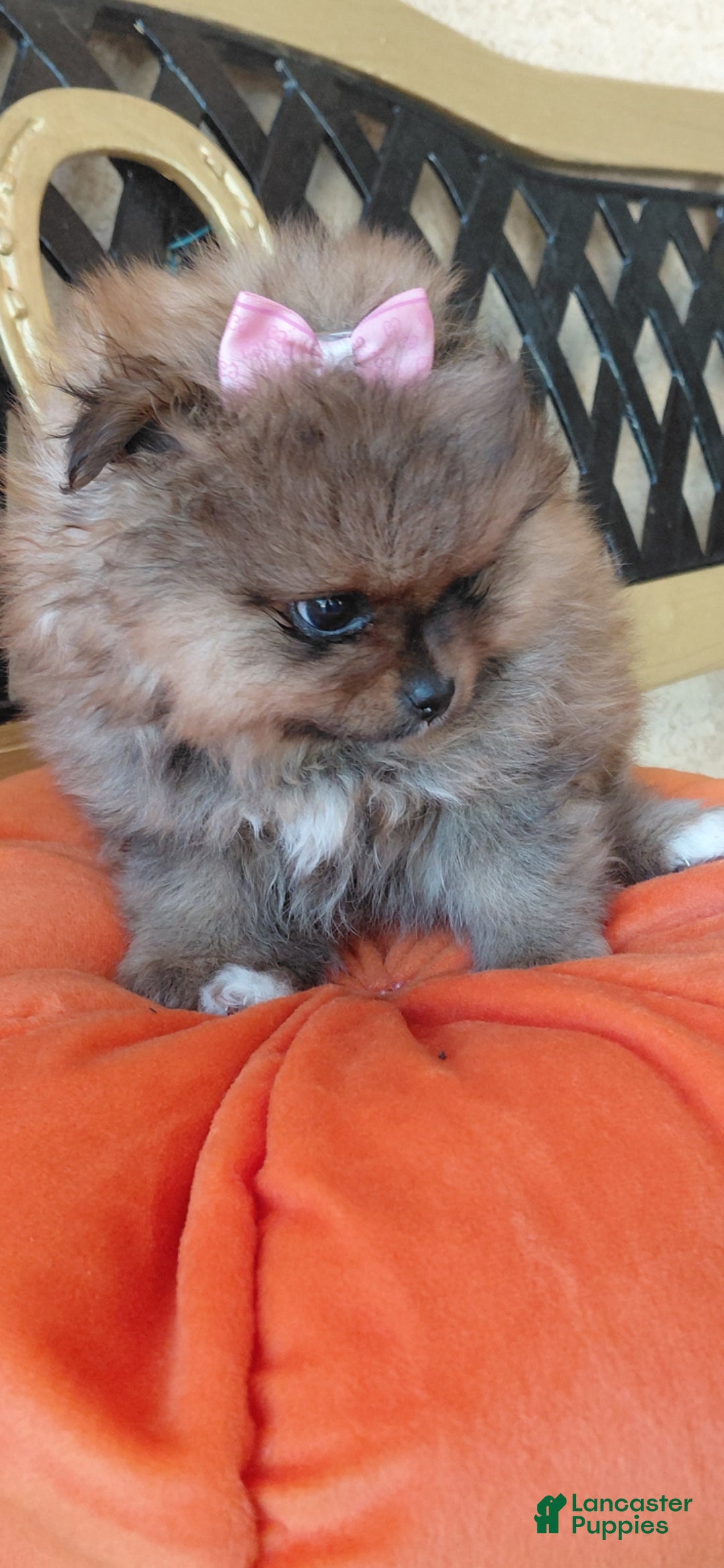 Pomeranian dogs Monchi - Ad 32