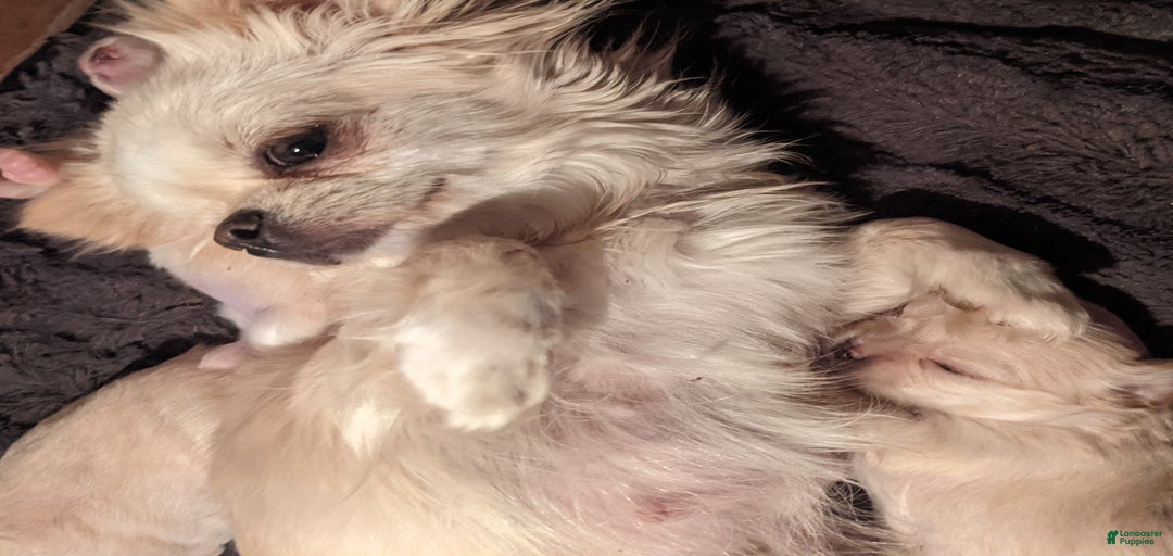 Gallery Image {{count}}