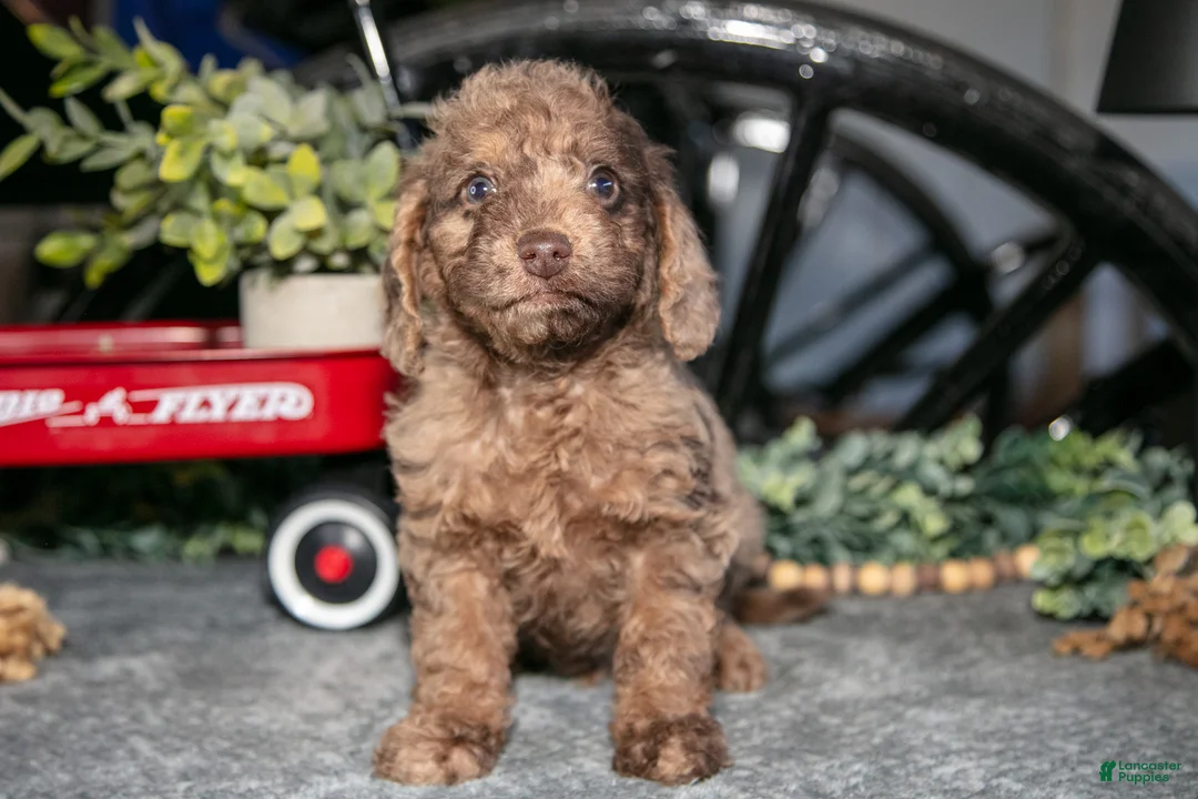 Mixed Breed dogs for sale: Jordan - Ad 1