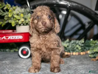 Mixed Breed dogs Jordan - Ad 3